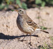 Water Pipit (Non-breeding plumage)