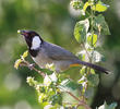 White-eared Bulbul