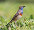 White-spotted Bluethroat (Male)