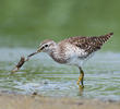 Wood Sandpiper (Spring)