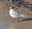 Mediterranean Gull (Winter)