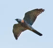 Levant Sparrowhawk (Immature male, GREECE)