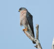 Levant Sparrowhawk (Male, GREECE)