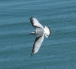 Black-legged Kittiwake (Immature, UK)