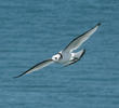 Black-legged Kittiwake (Immature, UK)