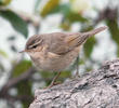 Dusky Warbler (VIETNAM)