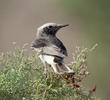 Hooded Wheatear (Male winter)