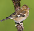 Common Chaffinch (Female, ITALY)