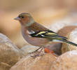 Common Chaffinch (Male winter, ITALY)