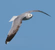 Common Gull (Winter)