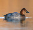 Common Pochard (Female, ITALY)