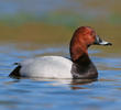 Common Pochard (Male, ITALY)