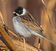 Common Reed Bunting (Male, ITALY)