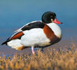 Common Shelduck (Female, ITALY)