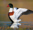 Common Shelduck (Male, ITALY)