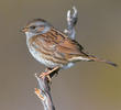 Dunnock (ITALY)