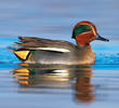 Eurasian Teal (Male, ITALY)