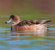 Eurasian Wigeon (Female, ITALY)