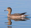 Eurasian Wigeon (Immature female, ITALY)