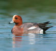 Eurasian Wigeon (Male, ITALY)