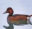 Ferruginous Duck (Female, ITALY)