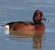 Ferruginous Duck (Male, ITALY)