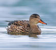 Gadwall (Female, ITALY)