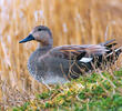 Gadwall (Male, ITALY)
