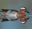 Garganey (Male, ITALY)