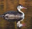 Great Crested Grebe (Winter, ITALY)