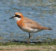 Greater Sand Plover (Breeding plumage)