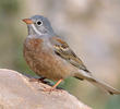 Grey-necked Bunting (Turkey)