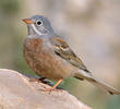 Grey-necked Bunting (Turkey)