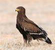 Lesser Spotted Eagle (Immature, OMAN)