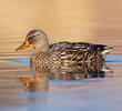 Mallard (Female, ITALY)