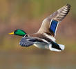 Mallard (Male, ITALY)