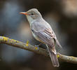 Olive-tree Warbler (TURKEY)