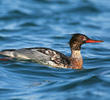 Red-breasted Merganser (Male, ITALY)