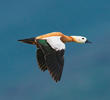 Ruddy Shelduck (ITALY)