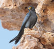 Sooty Falcon (EGYPT)