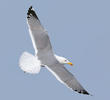 Steppe Gull (Spring)