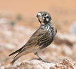 Thick-billed Lark (Male spring, TUNISIA)