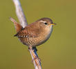 Winter Wren (ITALY)