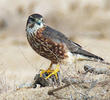 Merlin (Male, UAE)