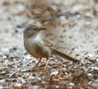 Afghan Babbler