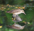 Basra Reed Warbler