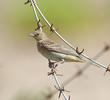 Black-headed Bunting (Immature)