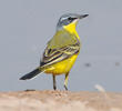 Blue-headed Wagtail (Male)
