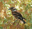 Brambling (Non-breeding plumage)