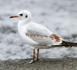 Common Black-headed Gull (Immature)